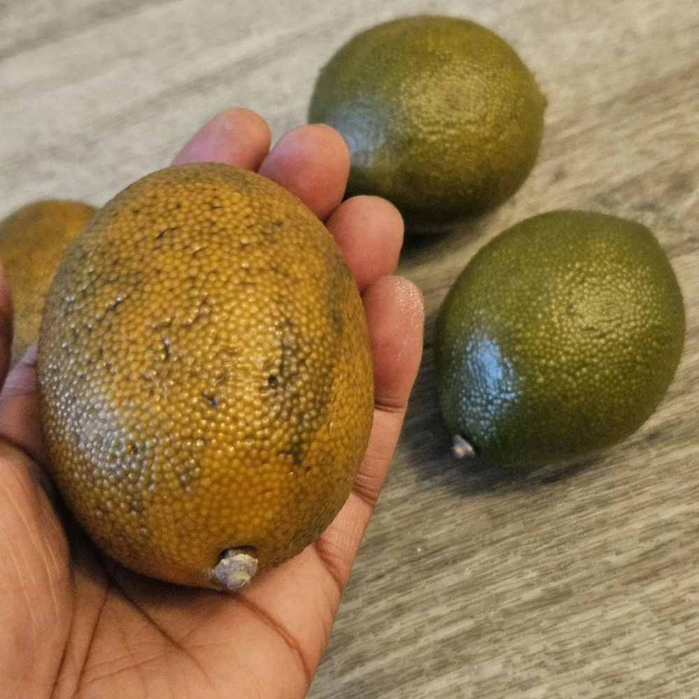 Vintage Artificial Realistic Large Prop Limes Life Size Faux Fruit‎ Lot 6 Fake